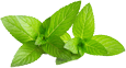 Aceite de jojoba (Simmondsia chinensis)
