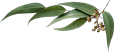 Oleorresina de chile jalapeño (Capsicum annum)